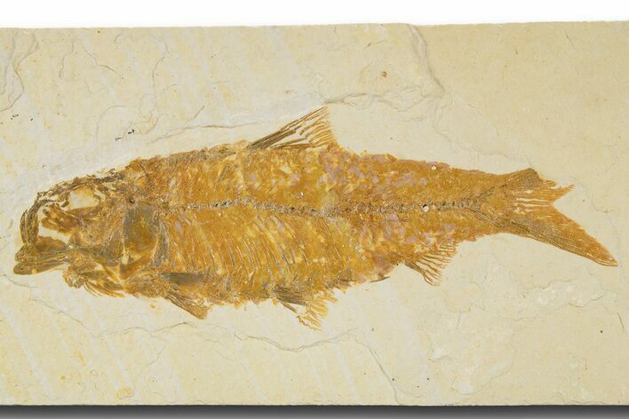 Detailed Fossil Fish (Knightia) - Wyoming #333716